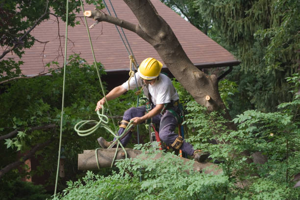 Best Arborist Consultation Services  in Miller, SD