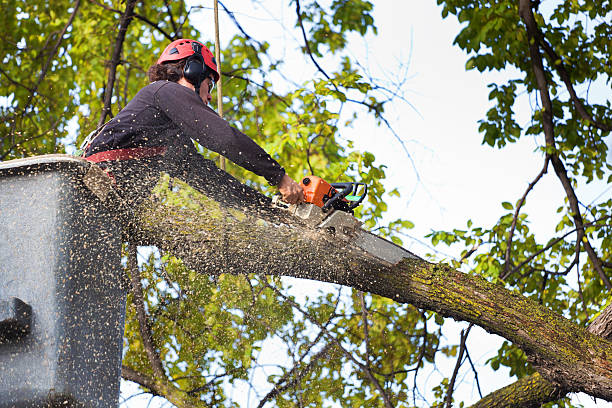 Best Commercial Tree Services  in Miller, SD