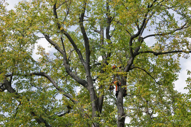 How Our Tree Care Process Works  in  Miller, SD