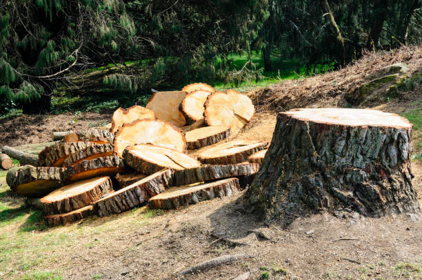 Best Tree Maintenance Programs  in Miller, SD